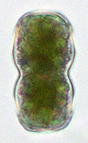 Closterium submoniliferum